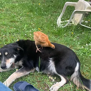  Séjour chez l'habitant Double Futon Et Classique Au Coeur Du Vercors